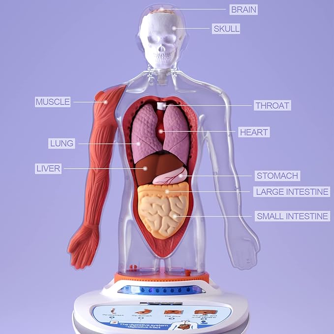 Our Body Voice Pedia