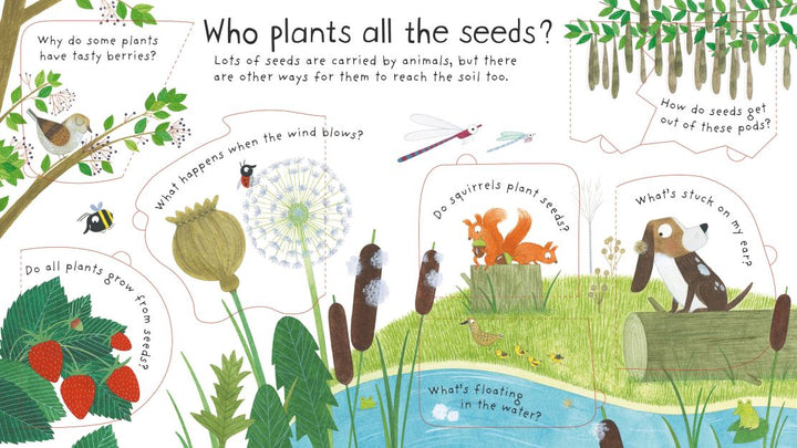 Lift-the-flap Questions and Answers: How do flowers grow?