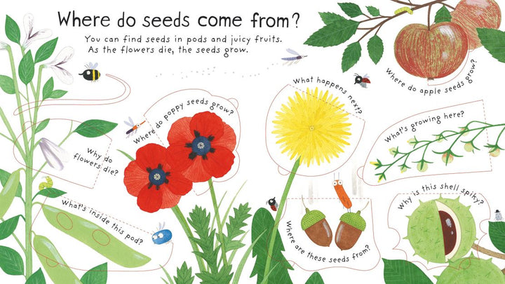 Lift-the-flap Questions and Answers: How do flowers grow?